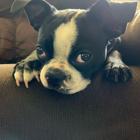 Meet your Posher, Jovana - Picture 3 of 5